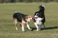 Picture of Border Collie playing with other dog