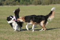 Picture of Border Collie playing with other dog