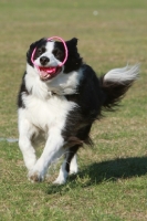 Picture of Border Collie playing with ring