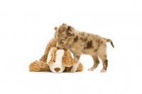Picture of border collie playing with toy isolated on a white background