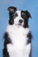 Picture of Border Collie portrait on blue background