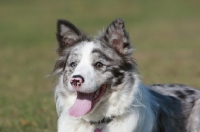 Picture of Border Collie portrait