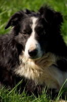 Picture of Border Collie portrait