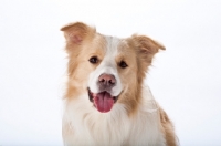 Picture of Border Collie portrait