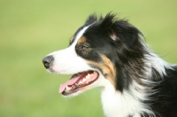 Picture of Border Collie profile