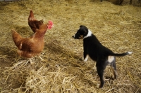 Picture of Border Collie pup meeting chickens