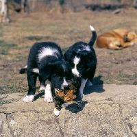 Picture of border collie puppies annoying a cat