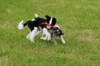 Picture of border collie puppies playing