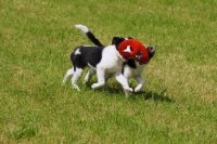 Picture of border collie puppies playing