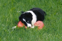 Picture of border collie puppy chewing straw hat
