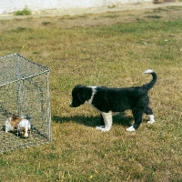 Picture of border collie puppy eyeing guinea pig