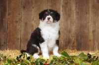 Picture of Border Collie puppy in barn