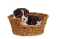 Picture of Border Collie puppy in basket, in studio