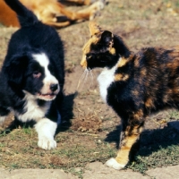 Picture of border collie puppy looking at a cat