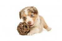 Picture of border collie puppy lying down playing with toy isolated on a white background