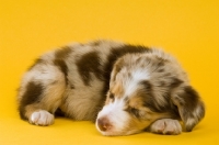 Picture of border collie puppy lying down isolated on a yellow background