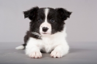 Picture of Border Collie puppy lying down