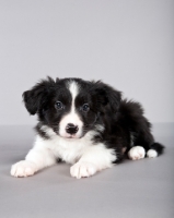 Picture of Border Collie puppy lying down