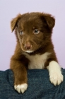 Picture of border collie puppy on pillow isolated on a purple background