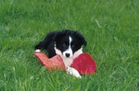 Picture of Border Collie puppy playing with hat