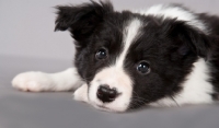Picture of Border Collie puppy resting