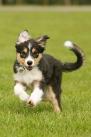 Picture of Border Collie puppy running