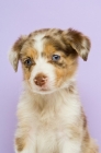Picture of border collie puppy sitting isolated on a purple background