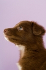 Picture of border collie puppy sitting isolated on a purple background