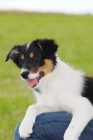 Picture of border collie puppy sitting on lap