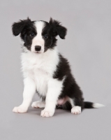 Picture of Border Collie puppy sitting on grey background