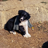 Picture of border collie puppy sitting with scarf