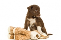 Picture of border collie puppy sitting with a toy isolated on a white background