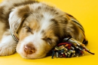 Picture of Border collie puppy, sleeping with a scarf on