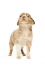 Picture of border collie puppy standing isolated on a white background