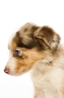 Picture of border collie puppy standing isolated on a white background