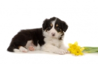 Picture of Border Collie puppy with daffodils in studio