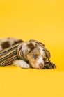 Picture of border collie puppy with scarf lying down isolated on a yellow background