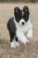 Picture of Border Collie puppy