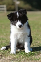 Picture of Border Collie puppy