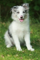 Picture of Border Collie puppy