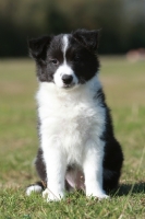 Picture of Border Collie puppy