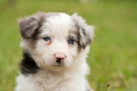 Picture of Border Collie puppy