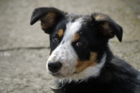 Picture of Border Collie pup