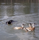 Picture of border collie, queen, swimming herding ducks on a lake