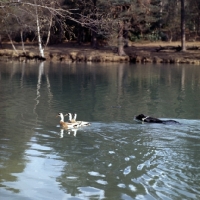 Picture of border collie, queen, swimming herding ducks on a lake