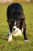 Picture of Border Collie ready to play