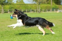 Picture of Border Collie retrieving, side view