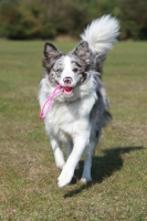 Picture of Border Collie retrieving toy