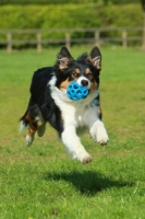 Picture of Border Collie retrieving toy
