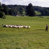 Picture of border collie returning flock of sheep to pasture after trials
 